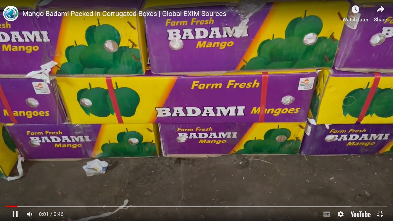 Mango Badami Packed in Corrugated Boxes | Global EXIM Sources